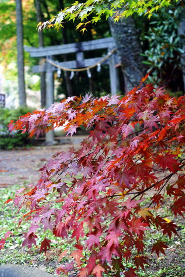 発心門王子 Autumn tints at Hosshinmon-Oji