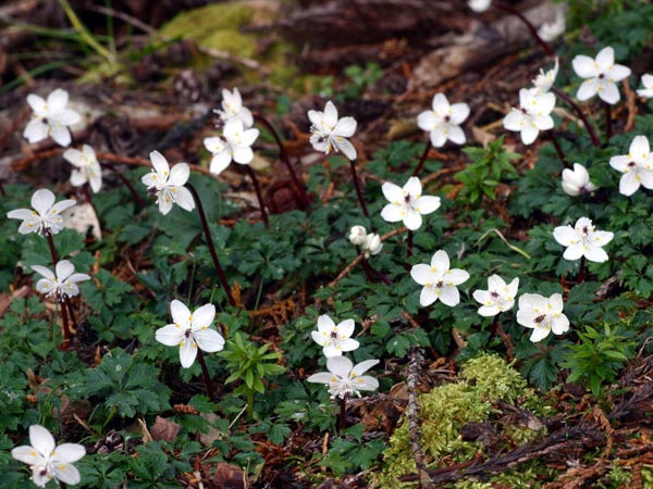 バイカオウレン（Baikaouren） 山地の日陰に自生し1～2月頃に小さな花を咲かせます。