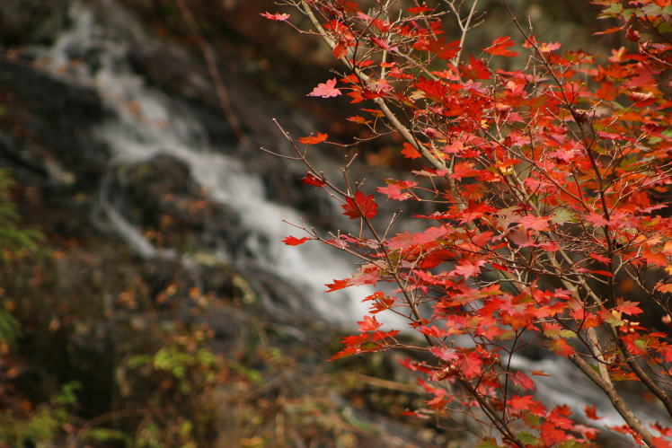 安堵山付近の紅葉 Autumn tints along Higashi-no-Kawa River