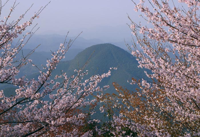 七越峰 Weeping cherry trees at Mount Nanakoshi