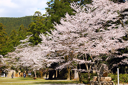 大斎原の桜