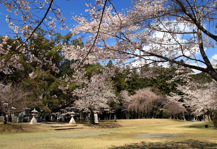 大斎原 Cherry trees at Ohyunohara
