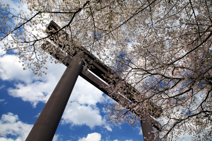 大斎原 Cherry trees at Ohyunohara (former Kumano Hongu Taisha)