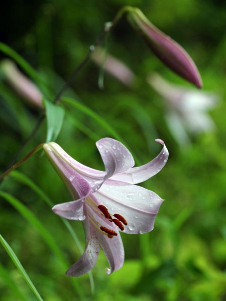 ササユリ（Town flower "Japanese pink lily"） 山地の草原や森林に自生する日本の代表的な花です。