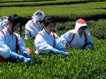 御茶摘みの様子